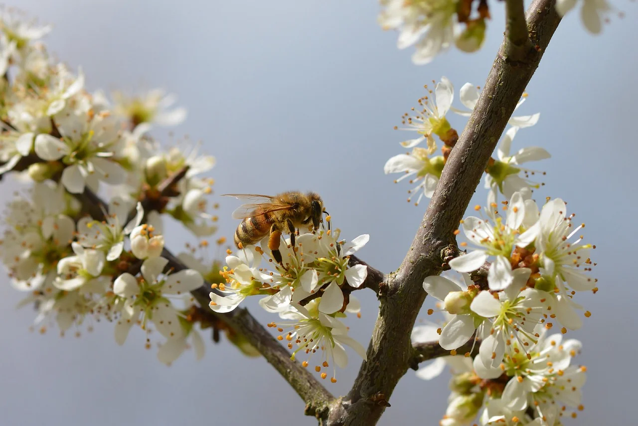 Different Honey Types