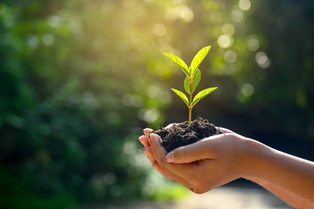 Planting Tree